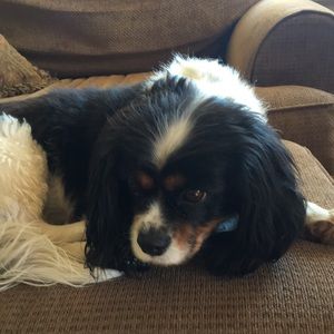 Meet your Posher, Holly